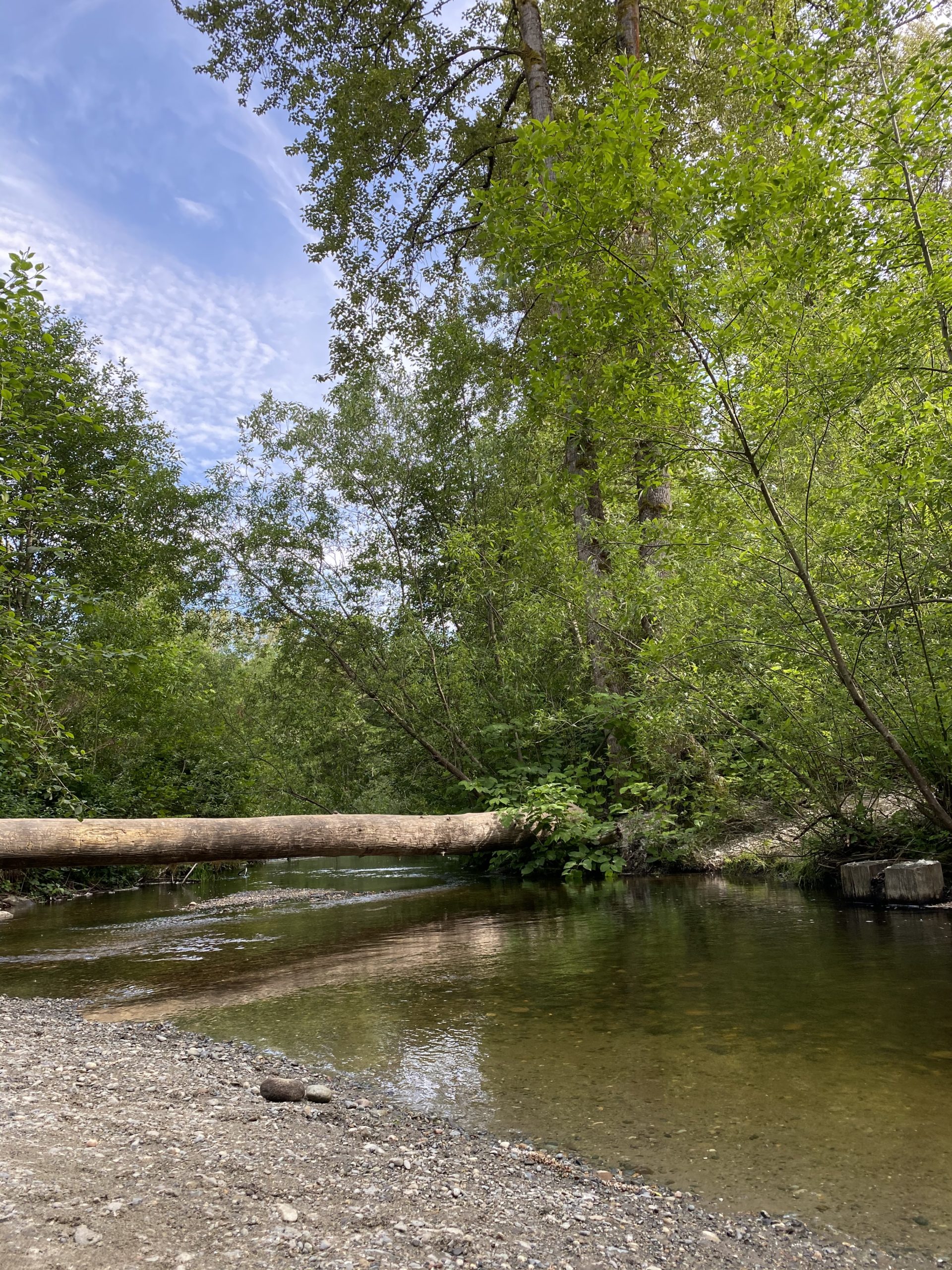 Swamp Creek Habitat Restoration Project